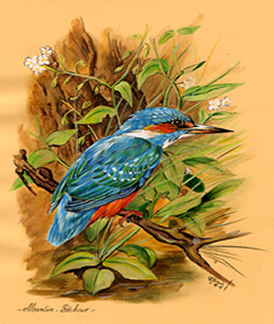 aquarelle d'un martin pêcheur